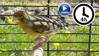 Canary Bird Singing  Timbrado training video [upl. by Nacnud]