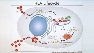 HIV Hepatitis C and Treatment [upl. by Perla]