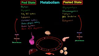 Fed State vs Fasted State Metabolism MCAT EVERYTHING YOU NEED TO KNOW BIOCHEMISTRY MCAT [upl. by Shapiro]