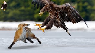 Top 10 Eagle Hunt Their Prey Without Mercy Eagles animals Fox topten [upl. by Ive914]