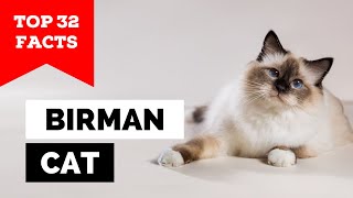 99 of Birman Cat Owners Dont Know This [upl. by Emixam]