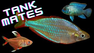 Top 10 Dwarf Neon Rainbowfish Tank Mates  AKA Praecox Rainbowfish [upl. by Adnilrem]