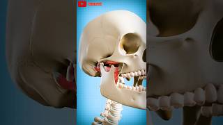 How to fix a dislocated jaw 😱dislocation bones satisfying [upl. by Adnahc]