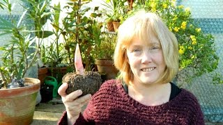 Amorphophallus konjac  Flowering Size At Last [upl. by Donadee]