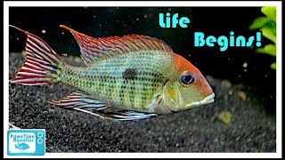 Geophagus Tapajos Breeding Project Part 1  The Beginning [upl. by Elvina]