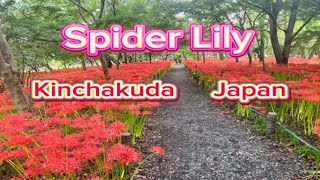 Spider Lily in hidaka city japan [upl. by Edlin]