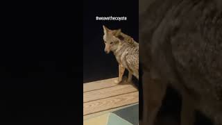 COYOTES🐺 weavethecoyote coyote dog howling duckholliday puppy cute animals new nature [upl. by Zeke427]