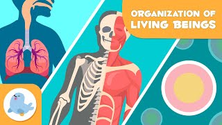 Organization of Living Beings 🦠🦴🧍🏻♂️ Cells Tissues Organs Organ Systems and Organisms 🔬 [upl. by Amaryl116]