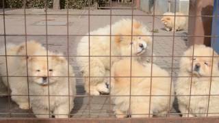 Chowchow pups 3 months [upl. by Odnumde942]