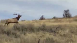 Bull elk running [upl. by Alemak]