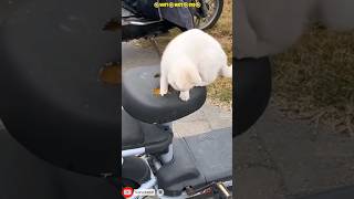 🐾😺 Birman cat shorts cat 124animals [upl. by Faxon]