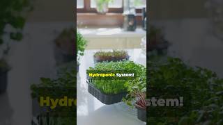 DIY Hydroponic System for Fresh Herbs at Home [upl. by Evvie]