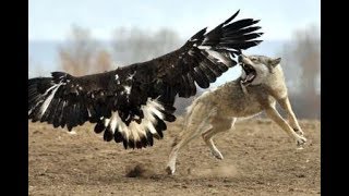 Aigle vs loup Attaque [upl. by Ahsaercal685]