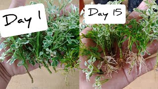 How To Propagate Aralia Plant From Cuttings Without Using Root Hormone or Chemicals [upl. by Nalyd]