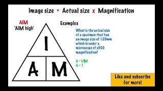 Magnification Equation  GCSE Biology [upl. by Tavia299]