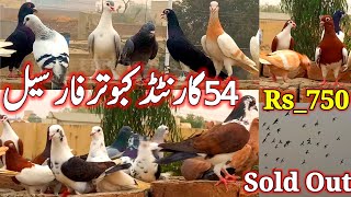 54 Garented Pigeons ForSeal  Pigeon videos  kabootar Bazi [upl. by Aivin]