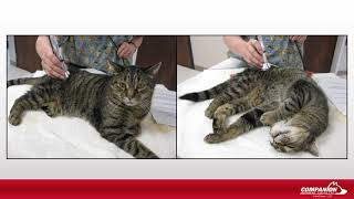 Tips for Treating Cats with Laser Therapy [upl. by Yblehs497]