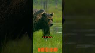 Behind the Roar The Truth About Bear Aggression wildlife [upl. by Good420]