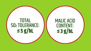 ML Prime™ a selected wine bacteria for very fast and efficient malolactic fermentation on red wine [upl. by Notslah357]