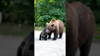 A bear sniffing out prey with her cubs shorts bear trending anime viralvideo [upl. by Dianuj918]