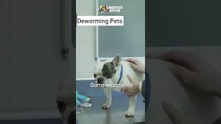 How to Deworm Your Pets Safely [upl. by Nitnerb]