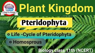 Pteridophyta part 2 Life cycle of Pteridophyta Homosprous ncertbiologypteridophytesneet [upl. by Nivle]