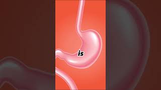 What if you swallow chewing gum youtubeshorts facts knowledge [upl. by Lanni]