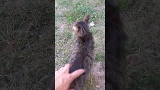 😺 BARSIK cat cute kitten animals chat cuteanimals funny kitty catlover straycat [upl. by Hyrup]