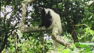 Monkeys in Arusha national park [upl. by Sorenson745]