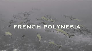 FRENCH POLYNESIA Where Sharks Feel at Home [upl. by Sivehc]