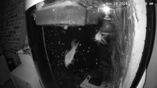 pleco L260 laying eggs on aquarium glas recorded with night cam [upl. by Teriann526]