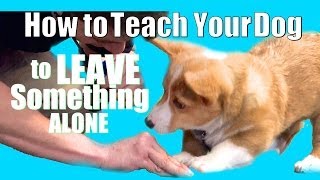 How to Teach ANY Dog to Leave something alone [upl. by Caassi]