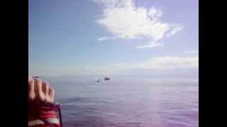 Orca Farts Loud Catches Fish Race Rocks Victoria BC Whale Watching [upl. by Ahseinet]