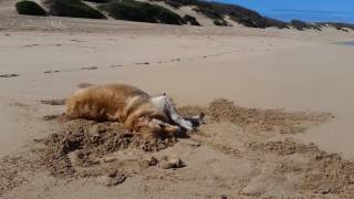 Happy Dog Rolling in Sand on Polihale Beach Kauai Hawaii [upl. by Werdnael]