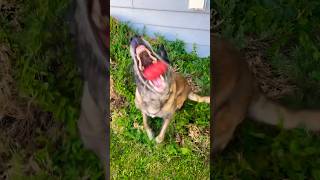 Cadaver dog finding human remains malinois workingk9 searchandrescue [upl. by Nari]