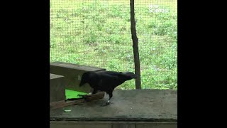 Crows make tools from memory [upl. by Linehan491]