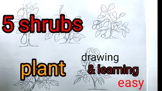 5 shrubs plant drawing amp learning easy5 plant projectbrinjal hibiscus rose lemon tomato plant [upl. by Nelia]