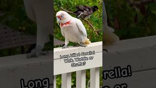 Amazing Long billed Corella Parrot Sound [upl. by Roscoe]