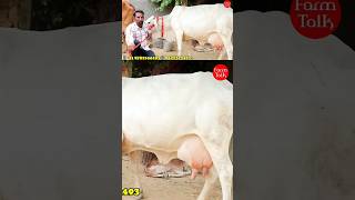 Tharparkar Cow Video 👍 cow farm farming dairyfarm Tharparkar Shorts Farm Talk [upl. by Ahsemik874]