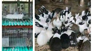 Raising rabbit in Open Colony vs Rabbit in CagesHutches which is the best [upl. by Ylla]