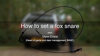 How to set a fox snare [upl. by Eliott]