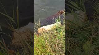 Beaver making house for winter [upl. by Etteniotnna]