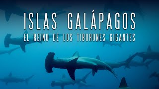 Islas Galápagos El reino de los tiburones gigantes [upl. by Nellad]