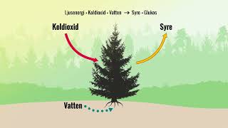 Skogslabbet infografik Fotosyntes och cellandning [upl. by Leirum]