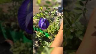 Growing Butterfly Pea Plant  Aparajita Plant  from Cuttings  PlantishQ  Tamil  shorts [upl. by Hermes]