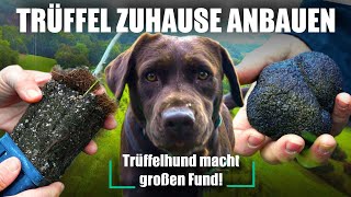 Trüffel zuhause anbauen  Trüffelplantage in Deutschland Trüffelhund Dokumentation [upl. by Francie]