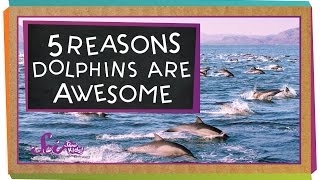 5 Reasons Why Dolphins Are Awesome [upl. by Nerraf]