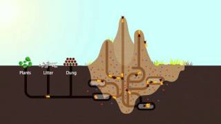 How Termites Enrich Ecosystems  HHMI BioInteractive Video [upl. by Lindahl]