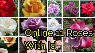 11 Online Rose केसे Successfully Grow हो गए Tricks to Grow Online rose [upl. by Aihsilef]