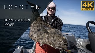 HEMMINGODDEN LODGE SOMMER 2022  HALIBUT  KVEITE  LOFOTEN  MAY LIZA JOHANSEN  KATO ANDRE BØE [upl. by Ehrenberg]